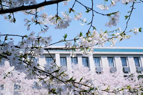 中国这些地方即将花开成海！错过又再等一年！诗情画意值得记忆！