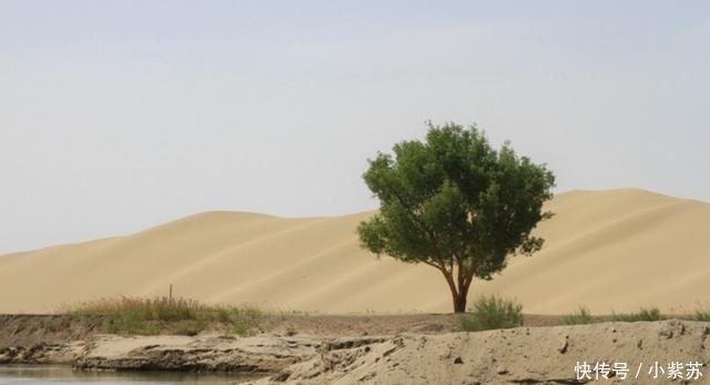 这种树在沙漠能救人, 通常可存储2吨水, 引进中国后让人哭笑不得