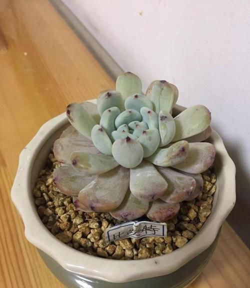  #割断#多肉出这四种“症状”，接着就是割断，半个月就生根