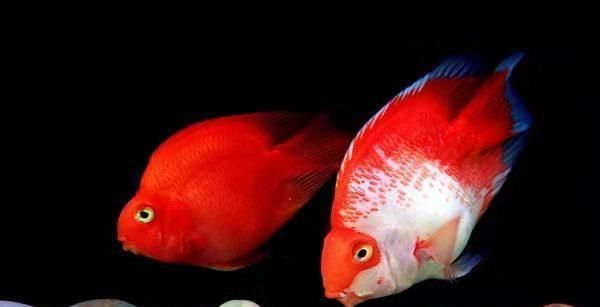  慈鲷科观|鱼缸里发现鱼卵，未必是件高兴的事，不是每次都可迎接小鱼到来