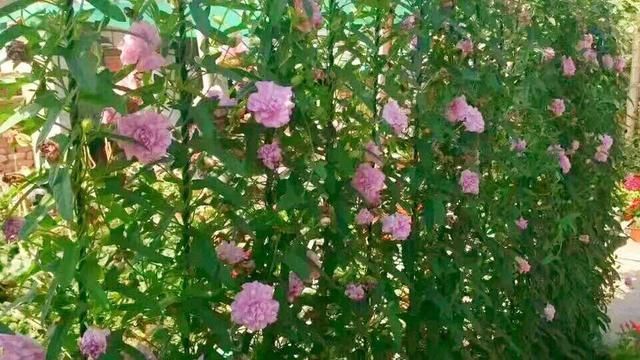 慎养■这花要慎养,每年砍掉3麻袋,照样蹭蹭长