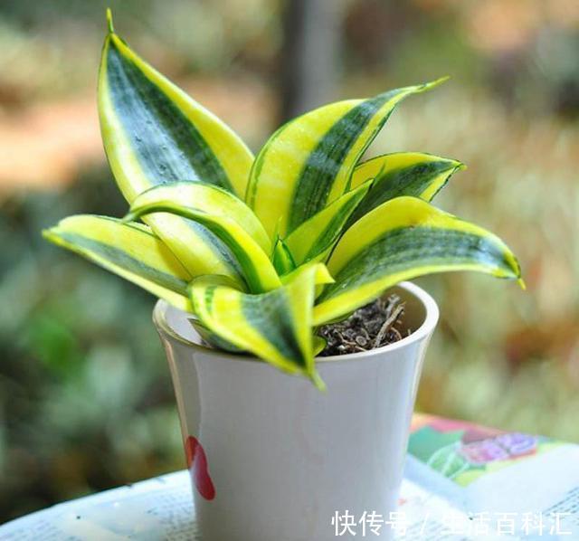 #不失#这几种高档花,摆在客厅,高级不失优雅感,养护简单四季常绿