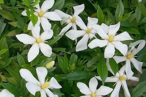 花苞的栀子@新买回来的栀子花带很多花苞,应如何养护?