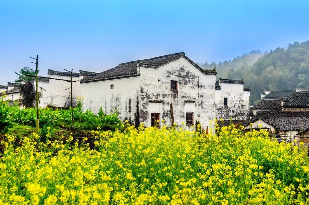 再过20天，中国将花开成海，错过再等一年