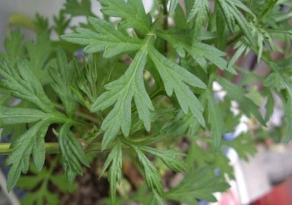  净化空气：家养3种花，就是“天然除臭剂”，厕所来一盆，异味消，更健康
