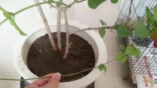  夏季■趁着高温，学会压条繁殖茉莉，可适用于多种植物，1盆变10盆