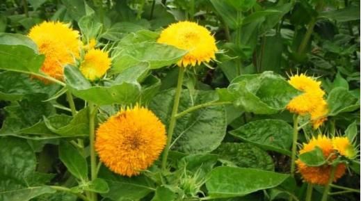  『花界』大家见过这种毛茸茸的“向日葵”吗？花界萌宠，重瓣花朵更加迷人
