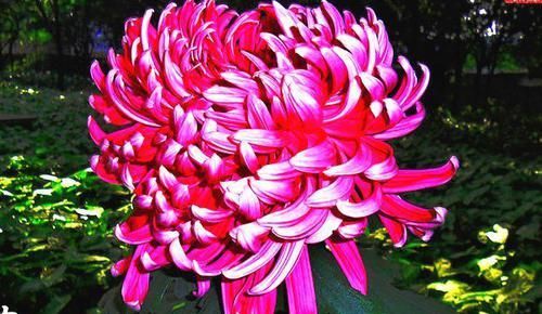  「妩媚」喜欢菊花，就养盆“珍品菊花”晓妆方罢，似紫玉蝴蝶，妩媚妖娆！