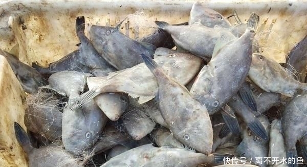  【全身】这种“老鼠鱼”，全身只有一根主刺，肉质鲜嫩，如今卖2