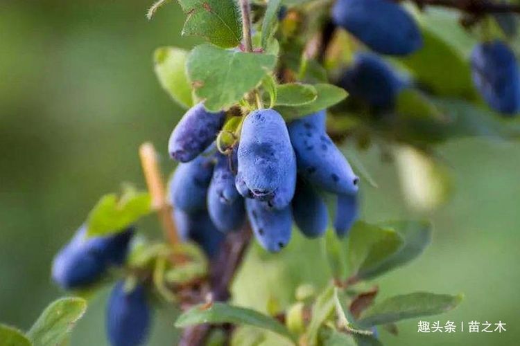  发现■农村一种以前无人问津野果，现发现营养价值丰富，炒作后价格高