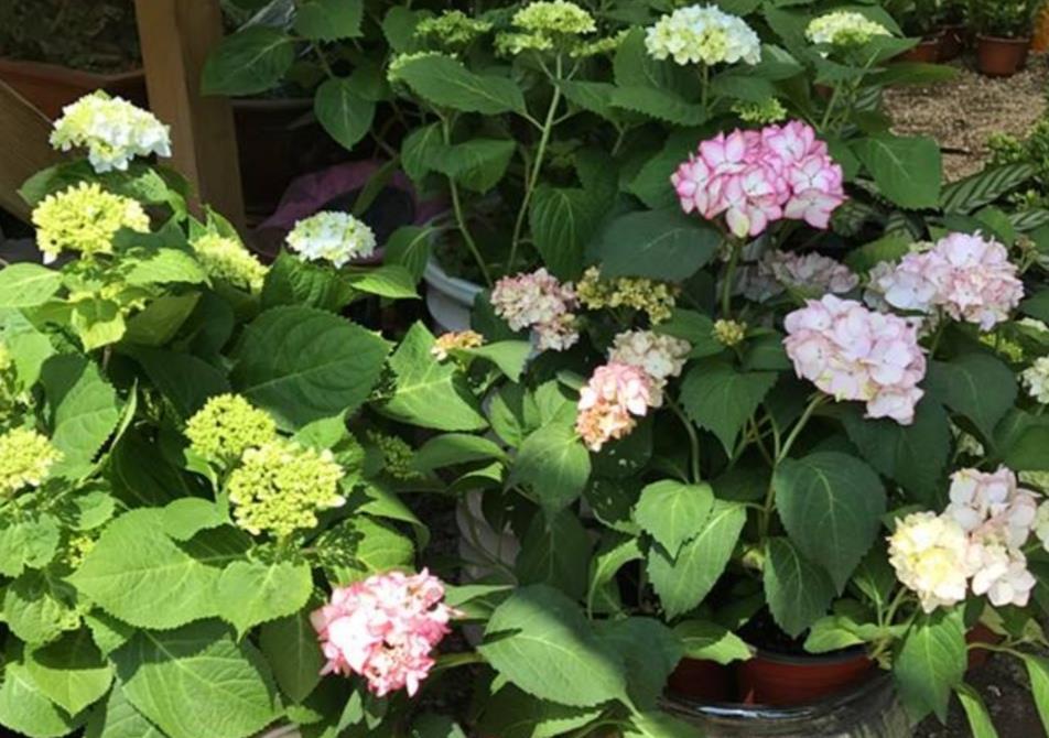 用偏酸性:绣球可以改变花色,只要做好这几件事,开出梦幻般的花朵