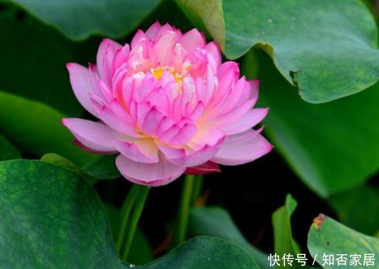 【漂亮】适合养在室内的5种花,给点阳光就灿烂,开花爆盆很简单,真漂亮