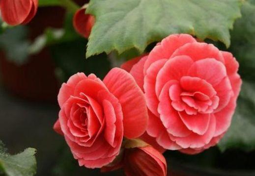 牡丹■适合家养的5种花卉,花朵硕大如牡丹,花期长如月季,懒人首选