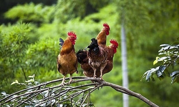 在农村，种地不赚钱，那就养殖这2种动物，可以实现农民脱贫