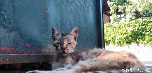  奶奶：瘦弱老猫流浪多年，因一碗剩饭而“隐居”村庄，每天凌晨叫醒奶奶