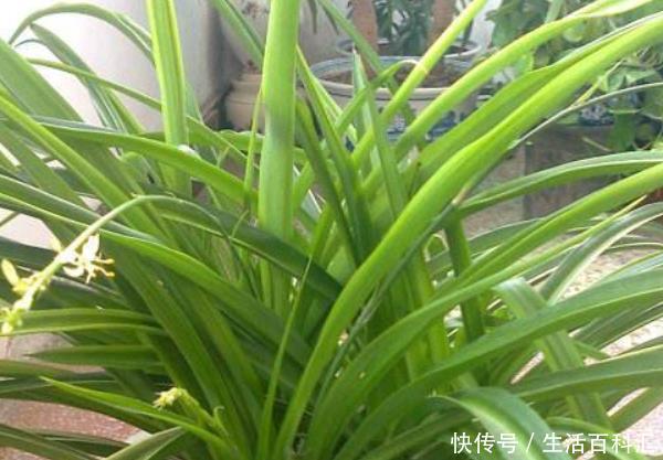 『氧化』卧室养什么花好?这3种花,净化空气吸甲醛,尤其是最后一种!