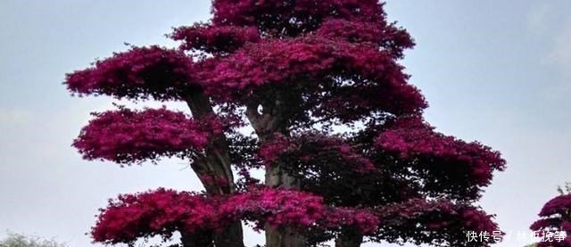 『檵木花』山里这种植物,到处都有,不做盆景,简直屈才了