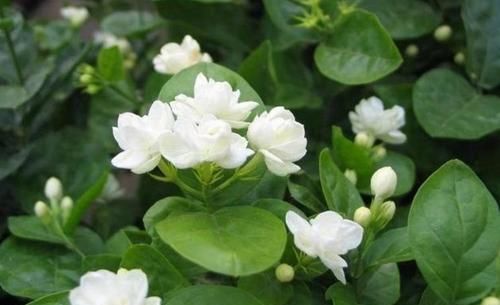  『茉莉花』4种花是花中劳模，一年四季开花不断，盛开时繁花似锦，花色美艳