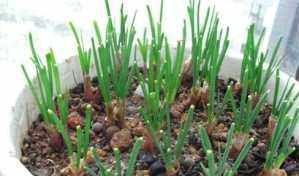  #蔬菜#阳台种点这3种菜，吃完一茬又长一茬，蹭蹭长不停，简单好养好吃
