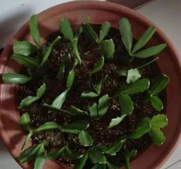  家里■这6种花,碰掉的叶片都能长出一盆,实在太好养,家里必须放一盆