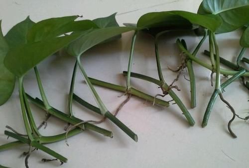  『柳树』植物插迁需要的生根水，不用买到处就有很多，长出的根很是强壮