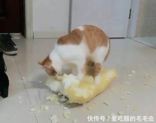 自古不和的猫狗可以一起养?猫狗混养的注意事