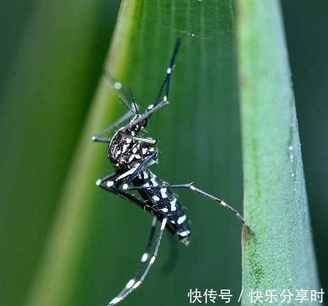  【时间】“花蚊子在我国出现时间并不长，但人们白天已无法乘凉