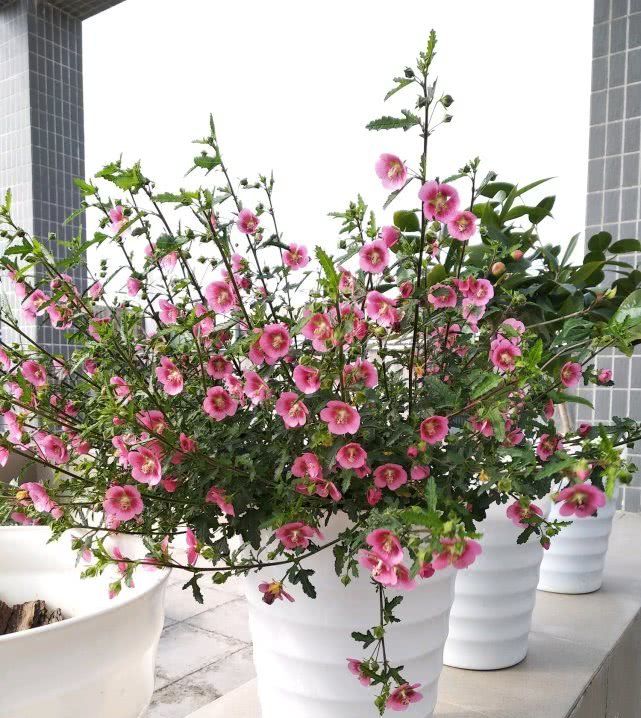  「绿萝」此花比绿萝好养，颜值“赛过”玫瑰，好养易活花期长，值得你拥有！