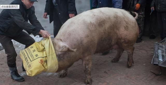 2018年8月18号猪价格，非洲猪瘟来临，有猪尽量卖吧