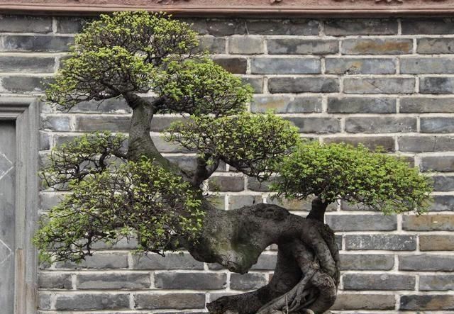  『树桩』树桩盆景造型，关键在蓄干，才能使树干苍劲有力，枝叶青翠繁茂！
