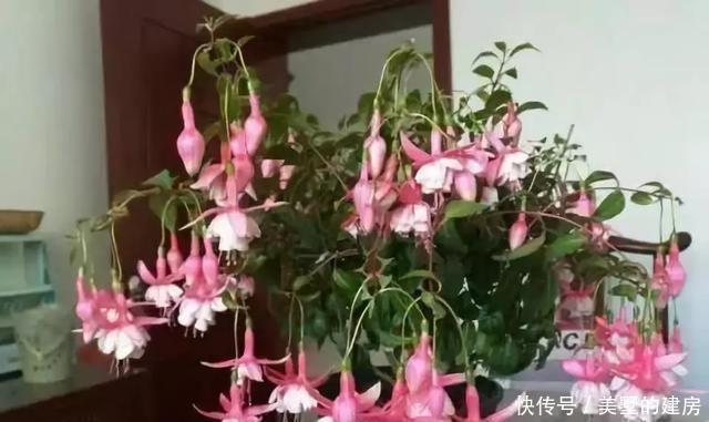 停歇|2种“开花机器”,一年300多天不停歇,养2盆,天天有花看,值