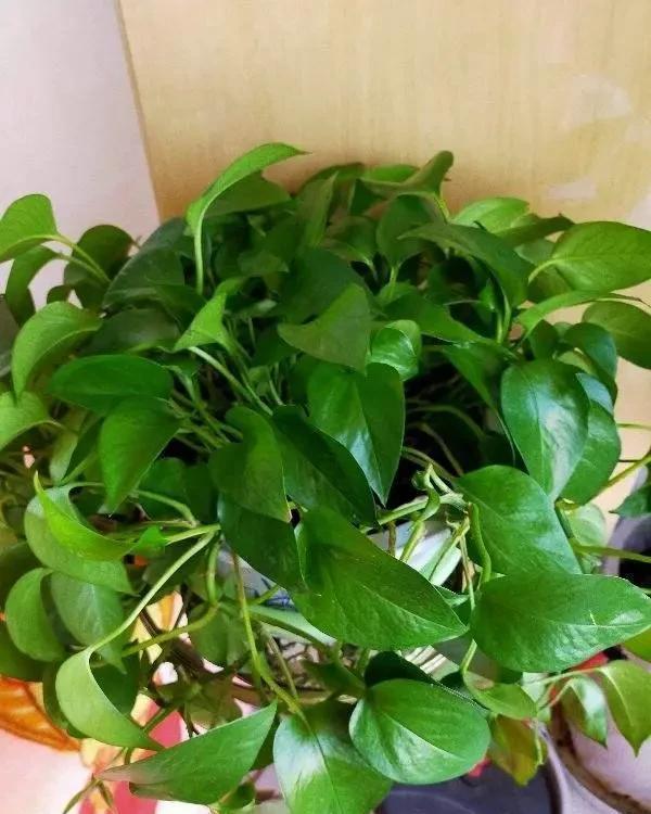 猪笼草|一个房间一盆花,清新驱蚊虫