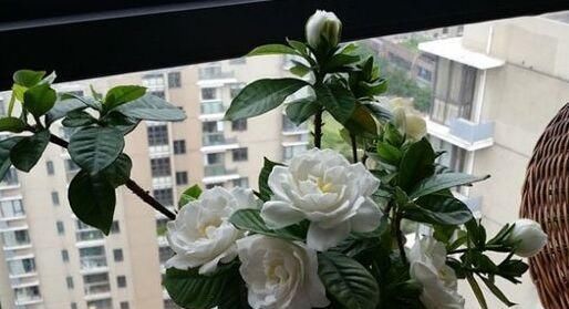  『家里』家里养栀子花，一节枝子就能养爆盆，冬天不黄叶，照样绿油油
