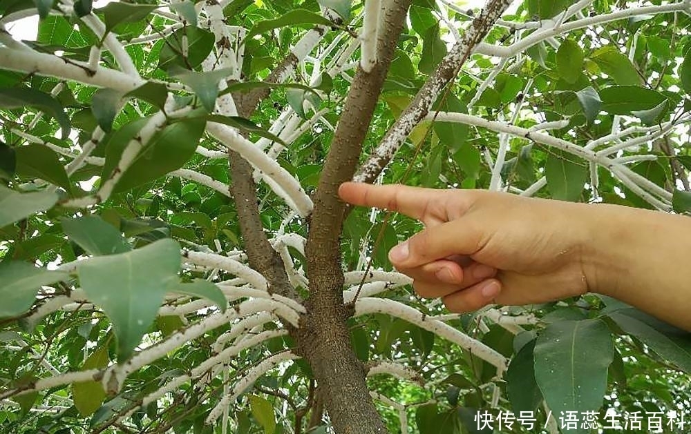  我国|农村树上一种“雪花”，仅我国才有，出口日本150元一斤成