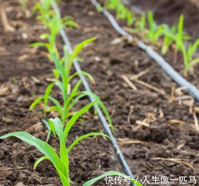 农民大哥不种玉米专种它，批发一斤2元以上，亩产8500斤