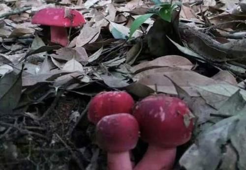  暗红色■湿润的大山里，有1种野生“红菇”，“七百元”1斤也不好买，珍贵