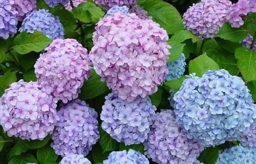  『人体出现』绣球花有毒吗？家里能不能养绣球花，注意别误食