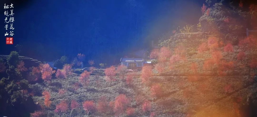 大美无量丨樱花谷的樱花又开了，未来20天，赏花正当时