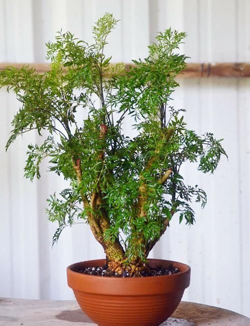  【羽叶福禄桐】养在客厅里特别霸气的几种大型植物，有的还能养成盆景