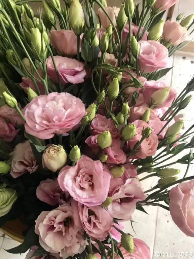 开出漂亮■阳春三月,出门踏青,原来有这么多漂亮花!