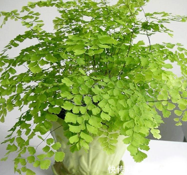  『旺盛』4种花，不喜欢太阳，越是阴凉，生长越旺盛！