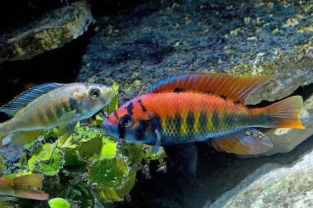 非洲也有鱼米之乡？只因为这个大湖！