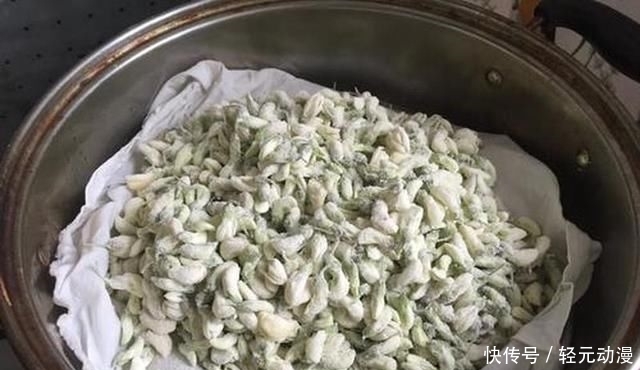 摘花：种植量越来越大，春季很多人摘花吃，颜色多样也别认错