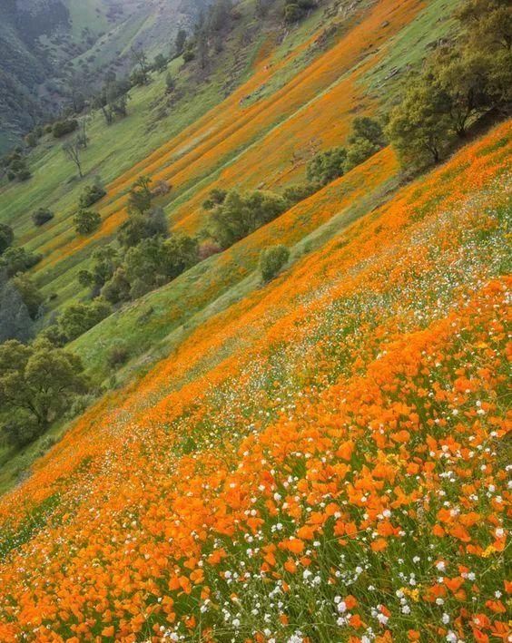 满眼春光!太美了