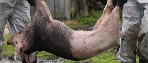  「养鹅」“养猪、养鱼、养鹅”，哪个比较有前景？养殖户：比较