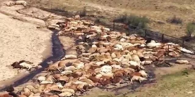 牛价又要上涨！50万头牛被淹死，畜牧业告急！