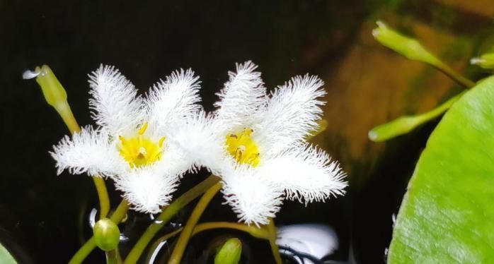  #叶子#最好养、最弱智的植物，只长一片叶子，给点水就能活！