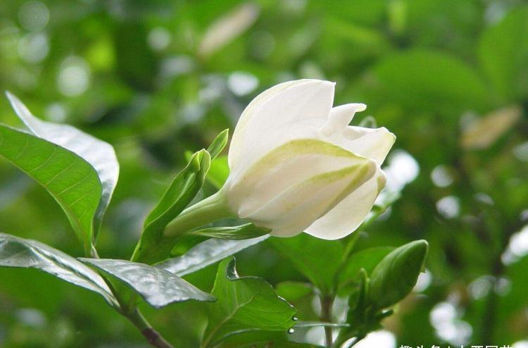 『栀子花』新买的带花苞的栀子花用点“它”,五月就可以花开爆盆