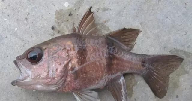  「东山叫红」46种海钓常见的鲷类鱼，最后一种高价的鱼原来也是鲷鱼，才知道