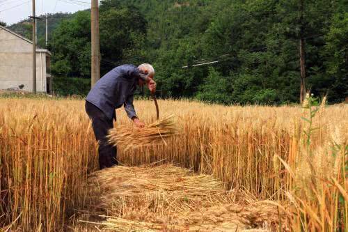  农村■农村新“怪象”：地里全种树，房子空气住，汽车全是土，